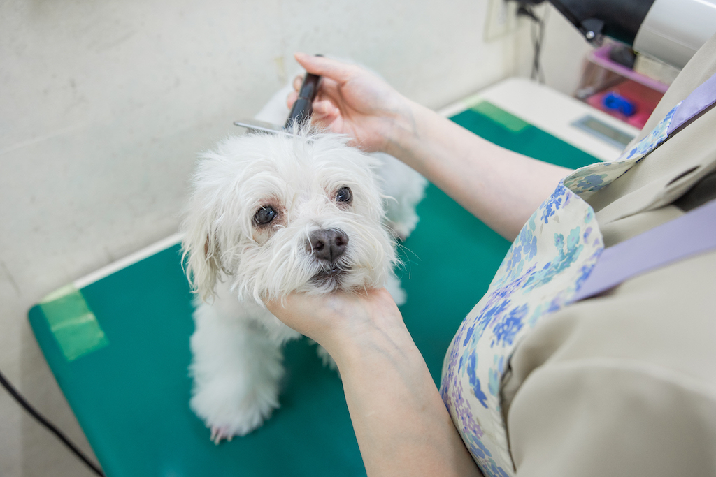 トリミング風景