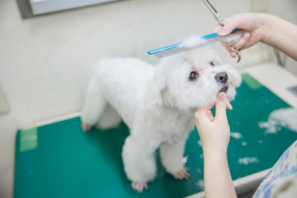 トリミング風景